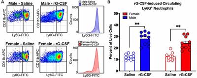 Granulocyte-Colony Stimulating Factor-Induced Neutrophil Recruitment Provides Opioid-Mediated Endogenous Anti-nociception in Female Mice With Oral Squamous Cell Carcinoma